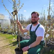 Kép 2/3 - Prunus persica 'Taoflora® White' (syn.: 'Mintao 2') – Díszőszibarack