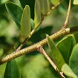 Kép 2/2 - Robinia hartwigii – Akác