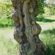 Kép 2/2 - Robinia pseudoacacia 'Coluteoides' – Fehér akác