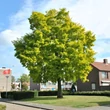 Kép 1/4 - Robinia pseudoacacia 'Friesia' - Sárga lombú akác
