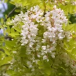 Kép 2/4 - Robinia pseudoacacia 'Friesia' - Sárga lombú akác