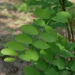 Kép 2/2 - Robinia pseudoacacia 'Semperflorens' – Fehér akác
