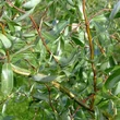 Kép 1/2 - Salix alba 'Dart's Snake' – Fehér fűz