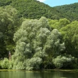 Kép 2/4 - Salix alba – Fehér fűz