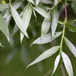Kép 3/4 - Salix alba – Fehér fűz