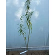 Kép 3/3 - Salix alba 'Gemenc' – Fehér fűz