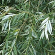 Kép 2/2 - Salix alba 'Strachowo' – Fehér fűz
