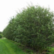 Kép 2/2 - Salix caprea 'Mas' – Barkafűz