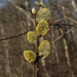 Kép 1/2 - Salix caprea 'Mas' – Barkafűz