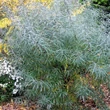 Kép 1/2 - Salix elaeagnos 'Angustifolia' – Keskenylevelű parti fűz