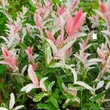 Kép 2/2 - Salix integra 'Flamingo' – Tarka levelű japánfűz