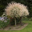 Kép 1/2 - Salix integra 'Flamingo' – Tarka levelű japánfűz