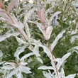 Kép 5/7 - Salix integra 'Hakuro-Nishiki' – Fehér-rózsaszín tarka levelű japán fűz