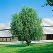 Kép 1/2 - Salix matsudana 'Tortuosa' (syn.: Salix babylonica 'Tortuosa') - Spirálfűz