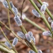 Kép 2/2 - Salix purpurea 'Howki' – Csigolyafűz