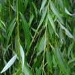 Kép 1/2 - Salix purpurea 'Howki' – Csigolyafűz