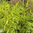 Kép 2/2 - Salix udensis 'Golden Sunshine' – Japán sárkányfűz