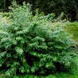 Kép 1/3 - Salix udensis 'Sekka' – Japán sárkányfűz