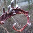 Kép 2/3 - Salix udensis 'Sekka' – Japán sárkányfűz