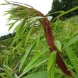 Kép 3/3 - Salix udensis 'Sekka' – Japán sárkányfűz