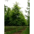 Kép 1/3 - Styphnolobium (Sophora) japonicum 'Regent' – Japánakác (extra méretű koros)