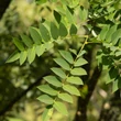 Kép 3/3 - Styphnolobium (Sophora) japonicum 'Regent' – Japánakác (extra méretű koros)