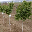 Kép 2/3 - Ulmus elegantissima 'Jacqueline Hillier' - Törpe szil