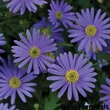 Kép 1/2 - Brachyscome 'Brasco Violet' – Ausztrál százszorszép