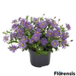 Kép 2/2 - Brachyscome 'Brasco Violet' – Ausztrál százszorszép