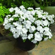 Kép 3/3 - Nebáncsvirág (Impatiens) (fehér)