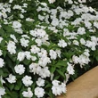 Kép 2/3 - Nebáncsvirág (Impatiens) (fehér)