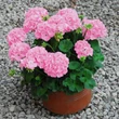 Kép 1/2 - Pelargonium 'Shocking Pink' – Álló, rózsaszín muskátli