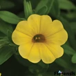 Kép 1/2 - Calibrachoa 'Cabaret® Pure yellow' – Dúsvirágú petúnia