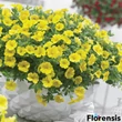 Kép 2/2 - Calibrachoa 'Cabaret® Pure yellow' – Dúsvirágú petúnia