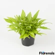 Kép 1/2 - Ipomoea batatas 'Solar Power® Green' – Édesburgonya