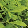 Kép 2/2 - Ipomoea batatas 'Solar Power® Green' – Édesburgonya
