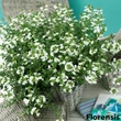 Kép 2/2 - Scaevola aemula 'Print White' – Legyezővirág