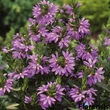 Kép 1/2 - Scaevola aemula 'Scarlatti® Compact Blue' – Legyezővirág