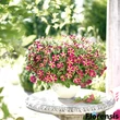 Kép 3/3 - Petunia 'Amore® Queen of Hearts' – Petúnia