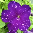 Kép 1/2 - Petunia 'Constellation® Virgo' – Petúnia