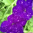Kép 2/2 - Petunia 'Constellation® Virgo' – Petúnia