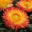 Kép 1/2 - Bracteantha 'Dreamtime Jumbo® Red' – Szalmavirág