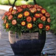 Kép 2/2 - Bracteantha 'Dreamtime Jumbo® Red' – Szalmavirág