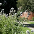 Kép 5/6 - Echinops bannaticus 'Star Frost' – Bánsági szamárkenyér