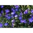 Kép 5/6 - Geranium hybride 'Orion' – Hibrid gólyaorr