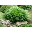 Kép 4/7 - Hakonechloa macra – Szálkafű