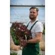 Kép 2/2 - Gaura lindheimeri 'Blaze'® – Évelő díszgyertya