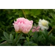 Kép 3/6 - Paeonia lactiflora 'Pillow Talk' – Illatos bazsarózsa