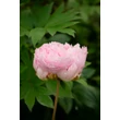 Kép 6/6 - Paeonia lactiflora 'Pillow Talk' – Illatos bazsarózsa