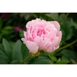Kép 5/6 - Paeonia lactiflora 'Pillow Talk' – Illatos bazsarózsa